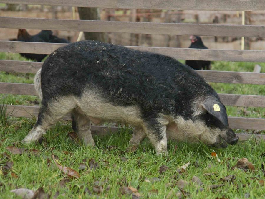 Wollschweine, Mangalica 